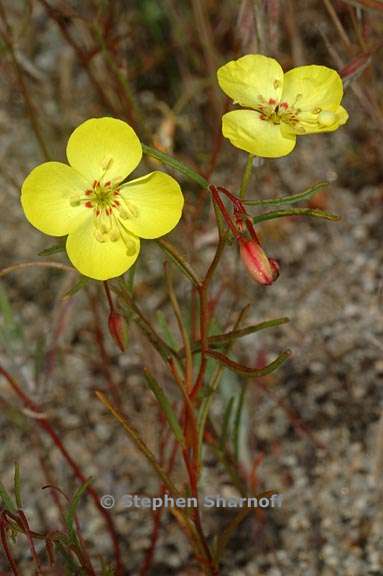 camissonia campestris ssp campestris 1 graphic